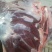 精品梅花鹿，鹿肉，梅花鹿，鹿肉！活鹿现杀新鲜鹿肉！