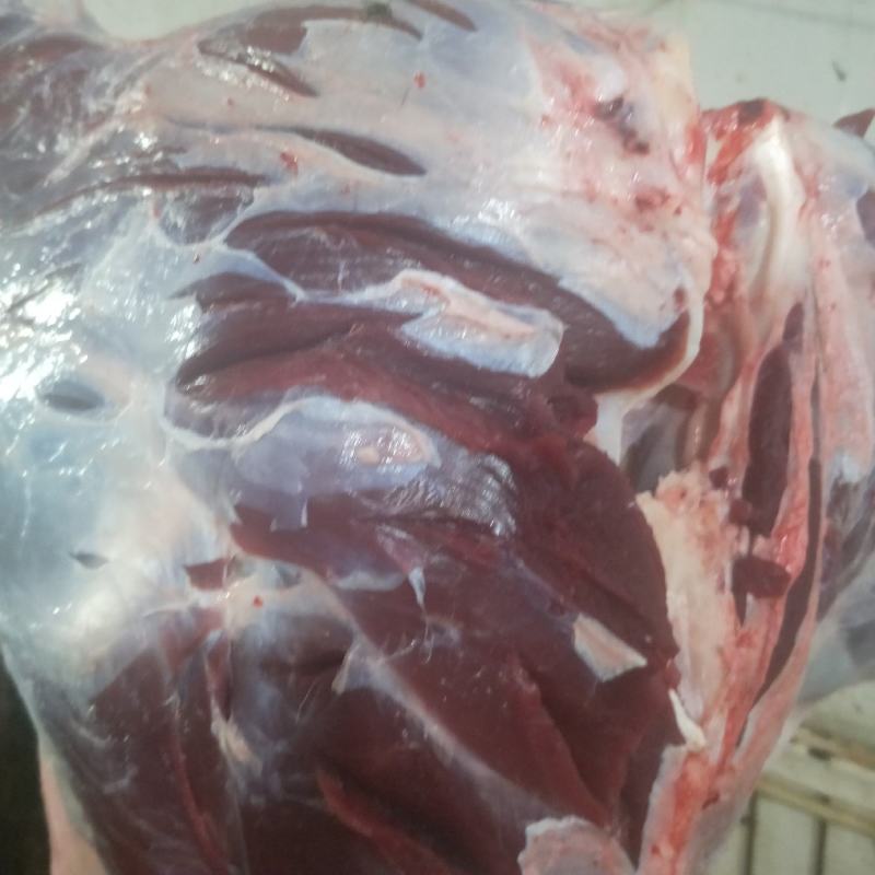 精品梅花鹿，鹿肉，梅花鹿，鹿肉！活鹿现杀新鲜鹿肉！