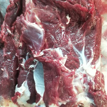精品梅花鹿，鹿肉，梅花鹿，鹿肉！活鹿现杀新鲜鹿肉！