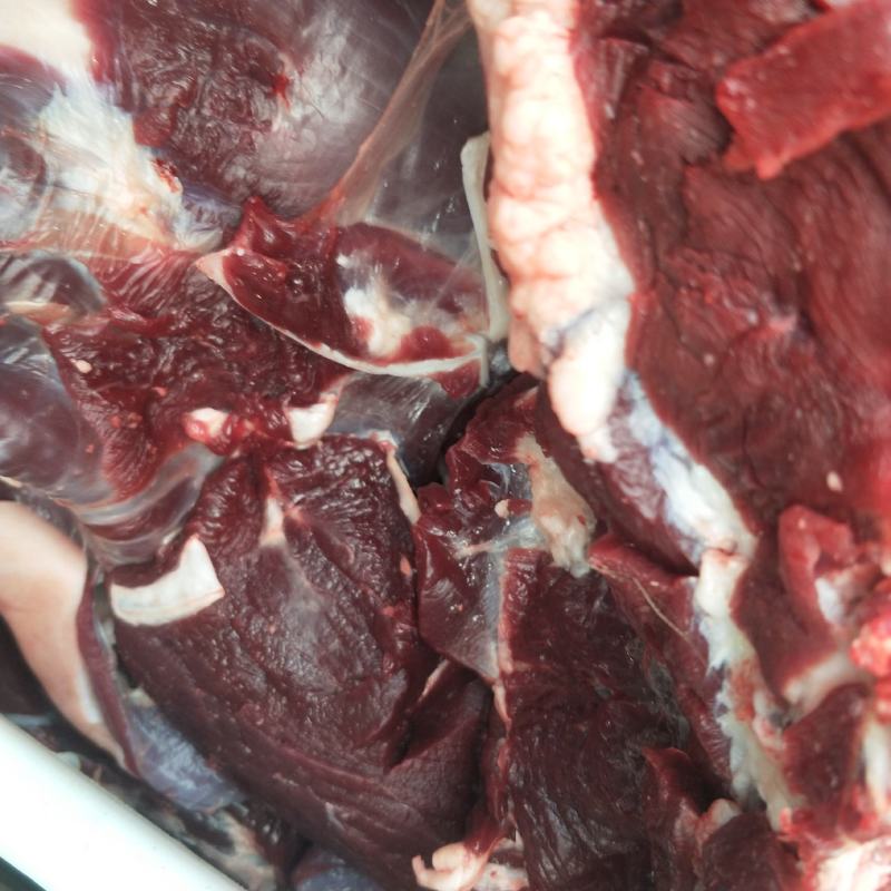 精品梅花鹿，鹿肉，梅花鹿，鹿肉！活鹿现杀新鲜鹿肉！