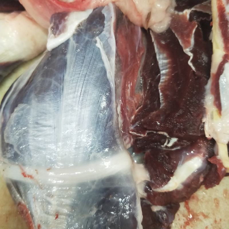 精品梅花鹿，鹿肉，梅花鹿，鹿肉！活鹿现杀新鲜鹿肉！