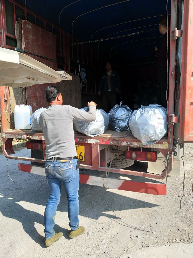 广西柳州瑶山香辣火姜20年新老姜大量装货上市，
