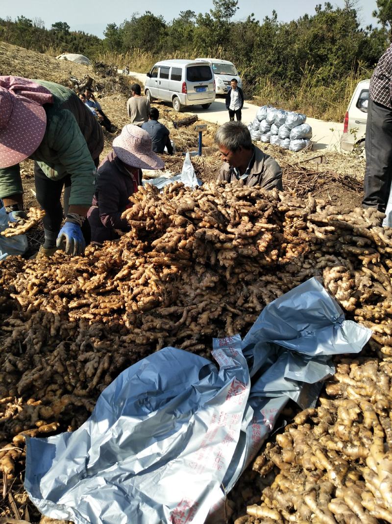 广西柳州瑶山香辣火姜20年新老姜大量装货上市，