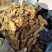 广西柳州瑶山香辣火姜20年新老姜大量装货上市，