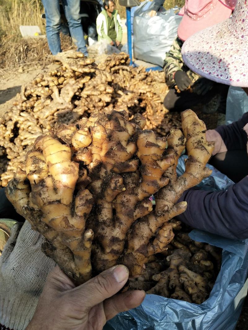 广西柳州瑶山香辣火姜20年新老姜大量装货上市，