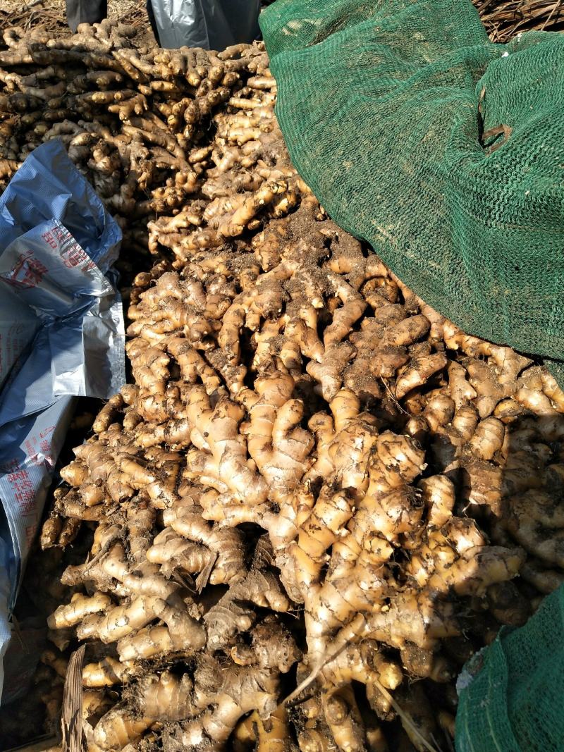 广西柳州瑶山香辣火姜20年新老姜大量装货上市，