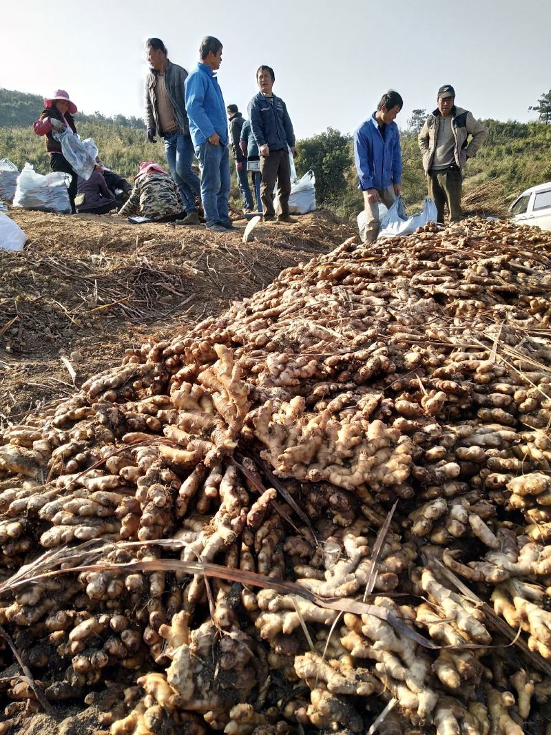 广西柳州瑶山香辣火姜20年新老姜大量装货上市，