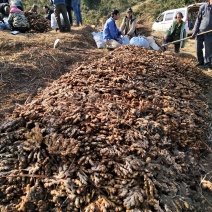 广西柳州瑶山香辣火姜20年新老姜大量装货上市，