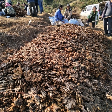 广西柳州瑶山香辣火姜20年新老姜大量装货上市，