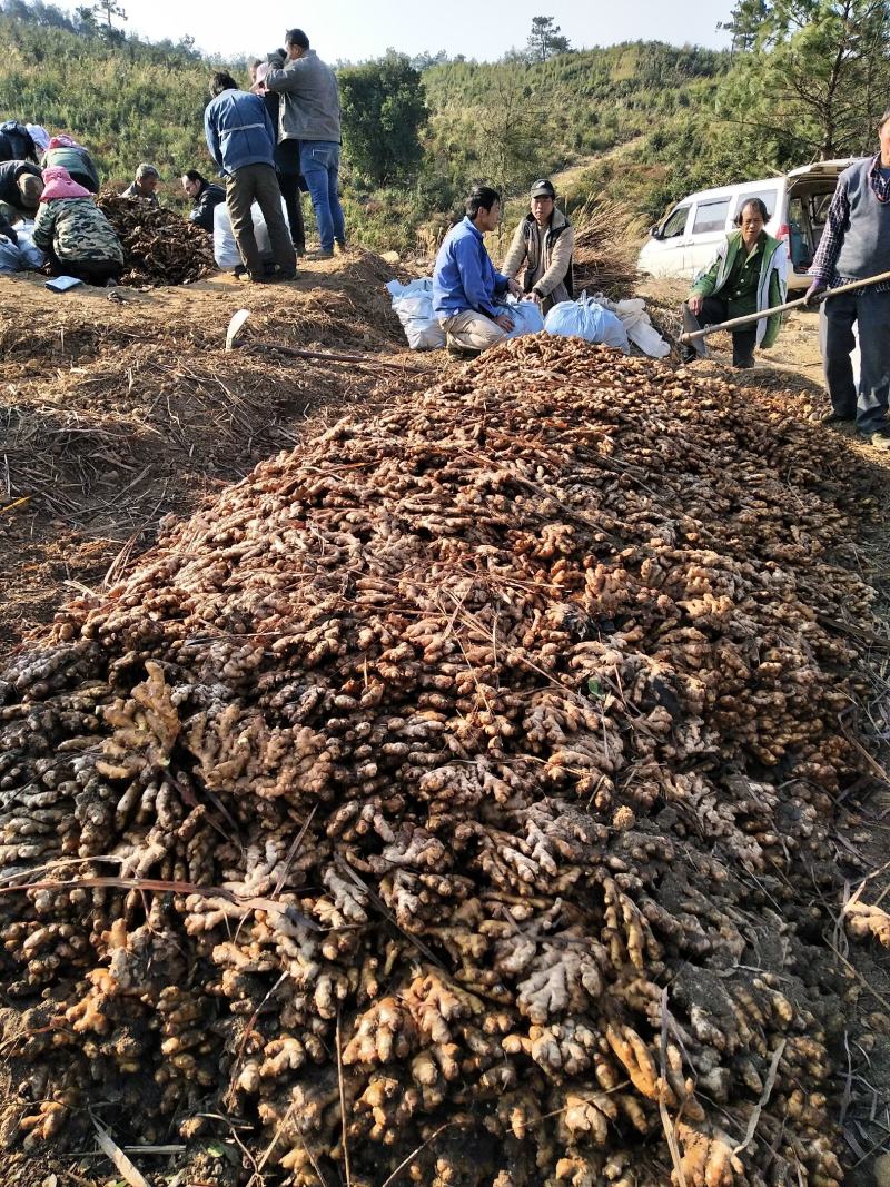 广西柳州瑶山香辣火姜20年新老姜大量装货上市，