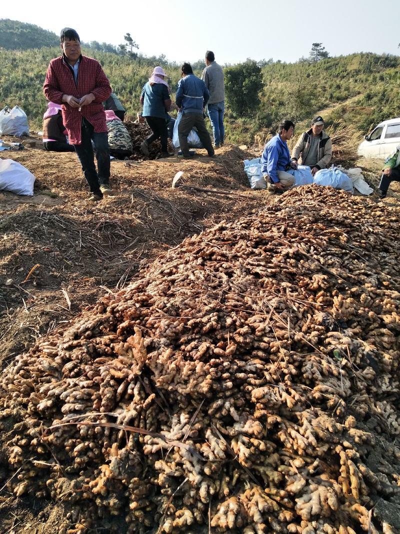 广西柳州瑶山香辣火姜20年新老姜大量装货上市，