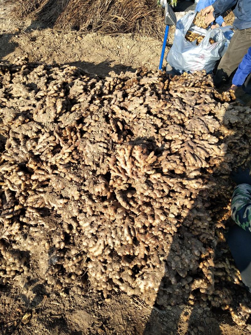 广西柳州瑶山香辣火姜20年新老姜大量装货上市，