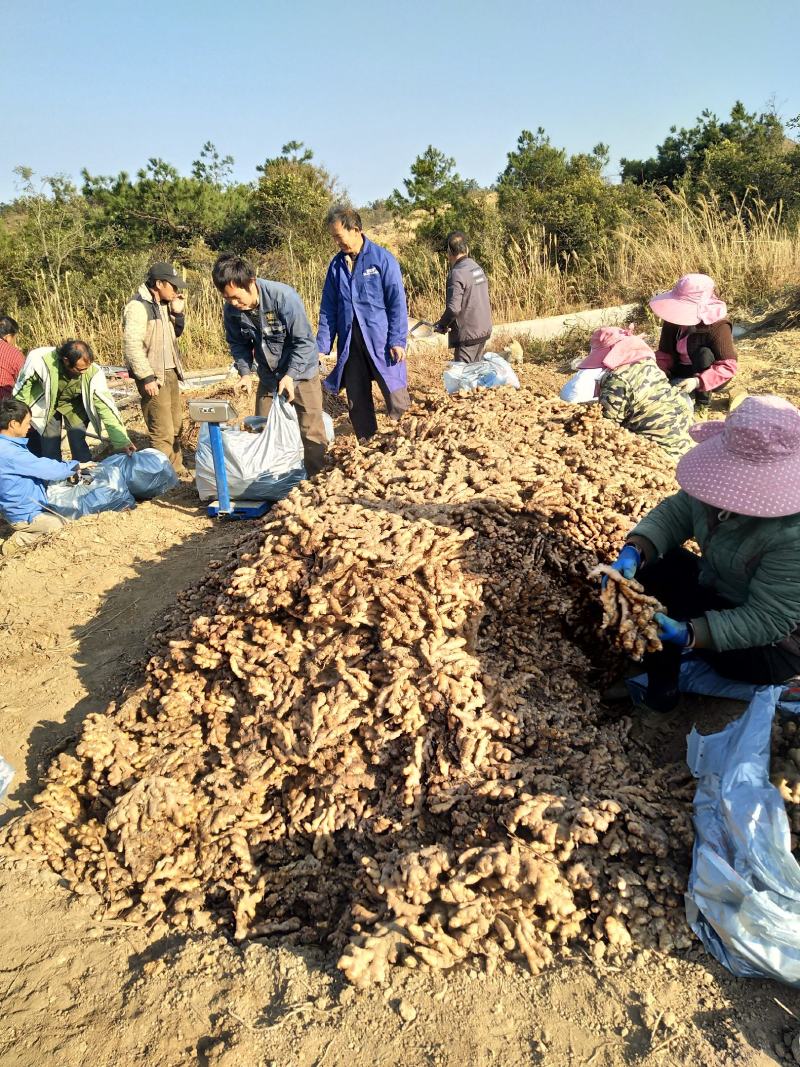 广西柳州瑶山香辣火姜20年新老姜大量装货上市，