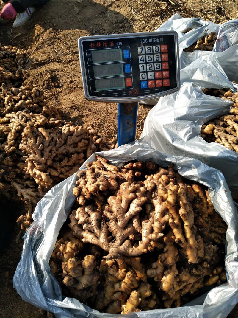 广西柳州瑶山香辣火姜20年新老姜大量装货上市，