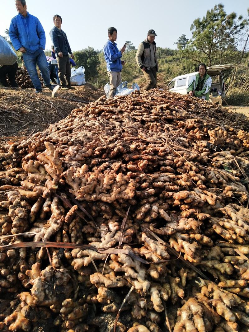 广西柳州瑶山香辣火姜20年新老姜大量装货上市，