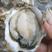 深海蚝加工半壳一元一个硬规格半壳全壳整粒，一件也是批发价