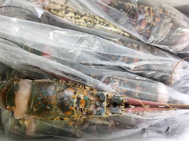活冻澳洲大花龙虾规格齐全，品质保证，全国各地可发货
