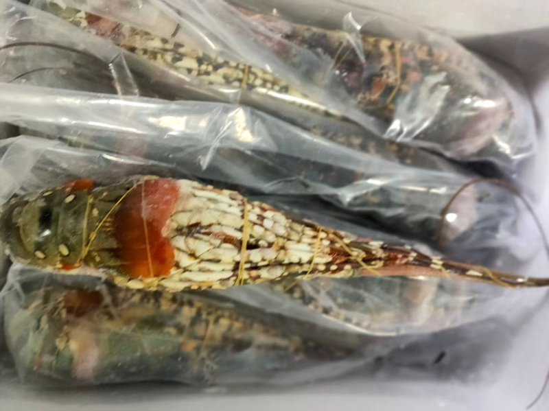 活冻澳洲大花龙虾规格齐全，品质保证，全国各地可发货