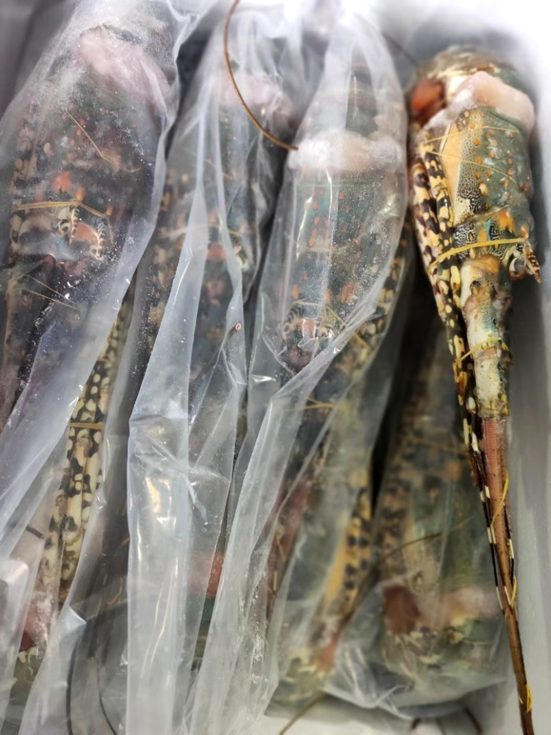 活冻澳洲大花龙虾规格齐全，品质保证，全国各地可发货