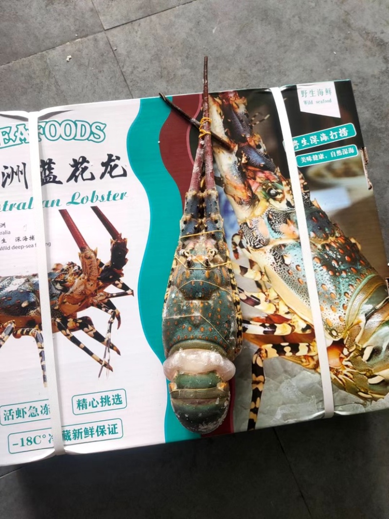 活冻澳洲大花龙虾规格齐全，品质保证，全国各地可发货