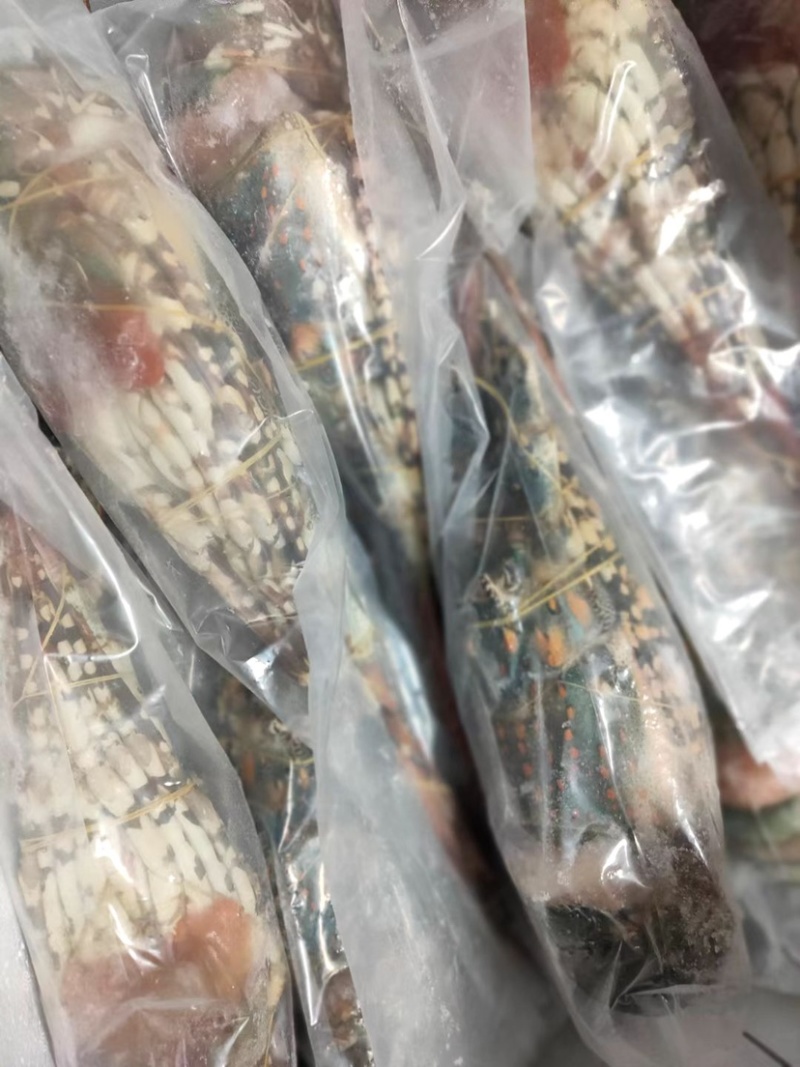 活冻澳洲大花龙虾规格齐全，品质保证，全国各地可发货