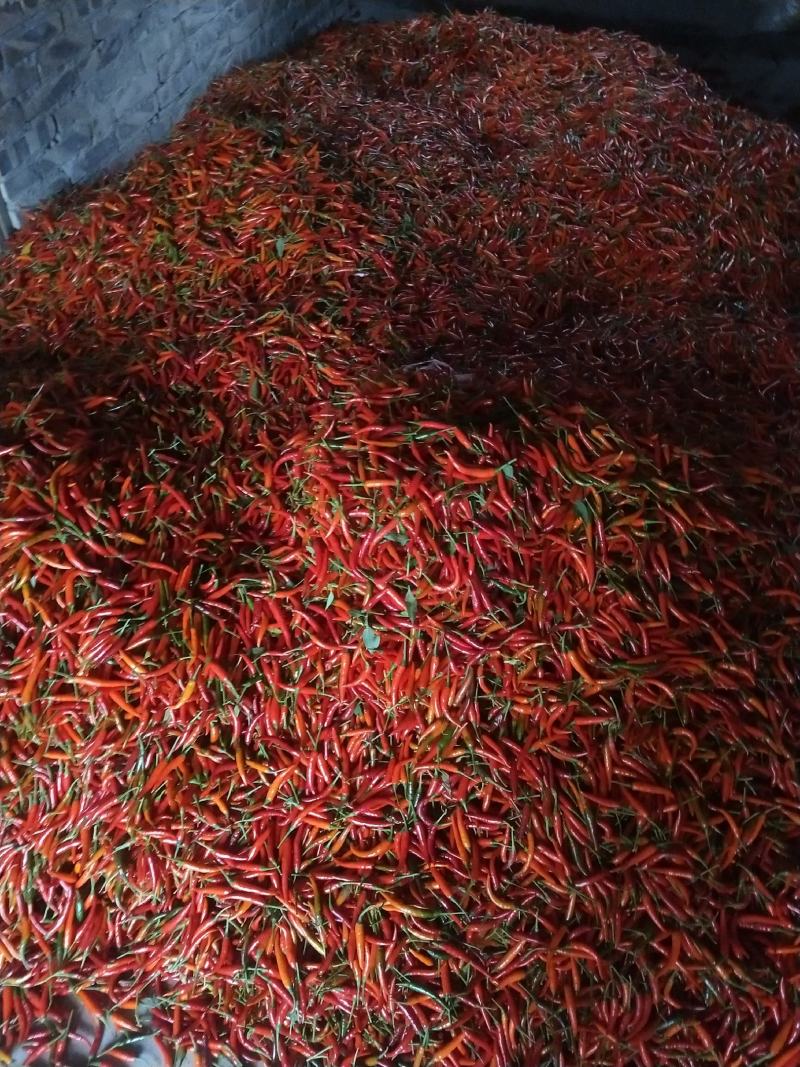 朝天椒苗，散苗，穴盘苗，基地直供代育跟免费提供技术指导