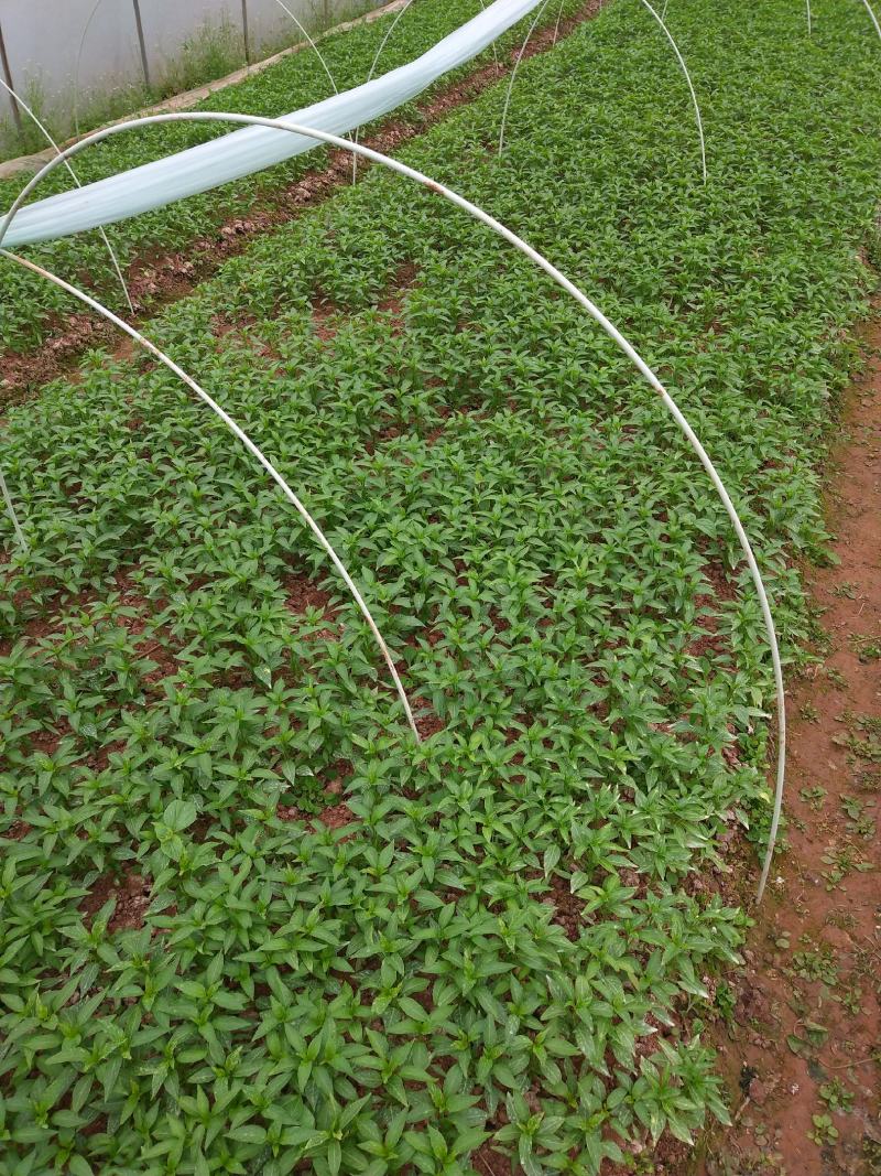 朝天椒苗，散苗，穴盘苗，基地直供代育跟免费提供技术指导