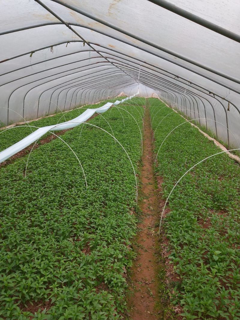 朝天椒苗，散苗，穴盘苗，基地直供代育跟免费提供技术指导