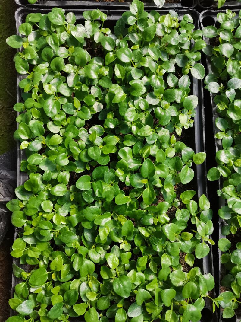 鸭脚木七叶莲八方来财绿化绿植墙水培土培常用的常绿品种