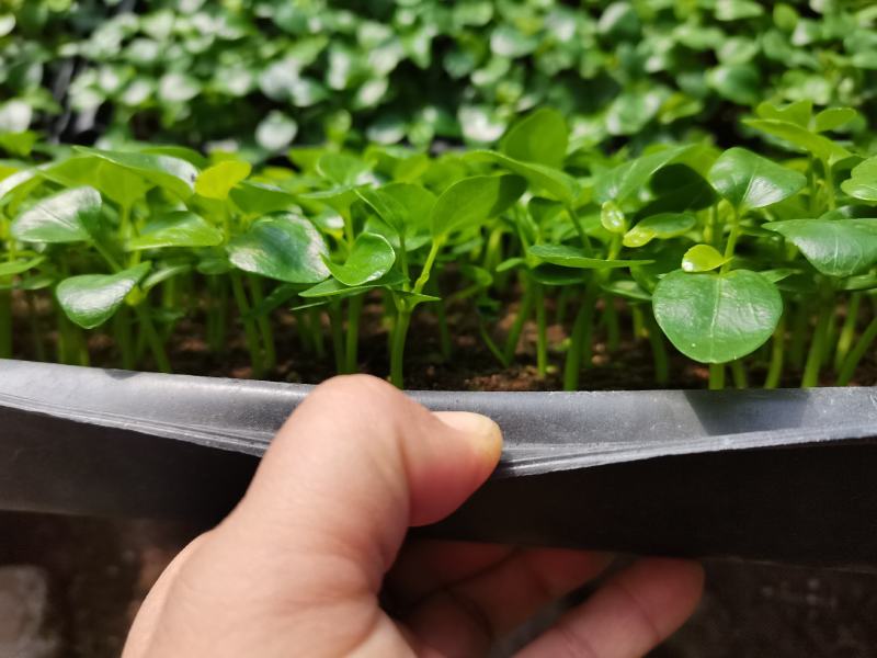 鸭脚木七叶莲八方来财绿化绿植墙水培土培常用的常绿品种