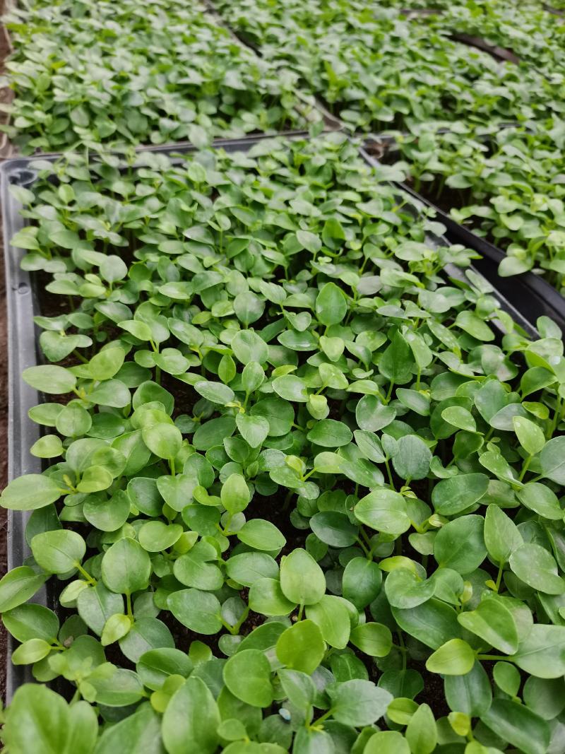 鸭脚木七叶莲八方来财绿化绿植墙水培土培常用的常绿品种