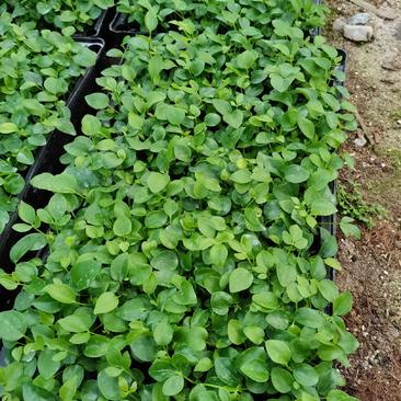 鸭脚木七叶莲八方来财绿化绿植墙水培土培常用的常绿品种