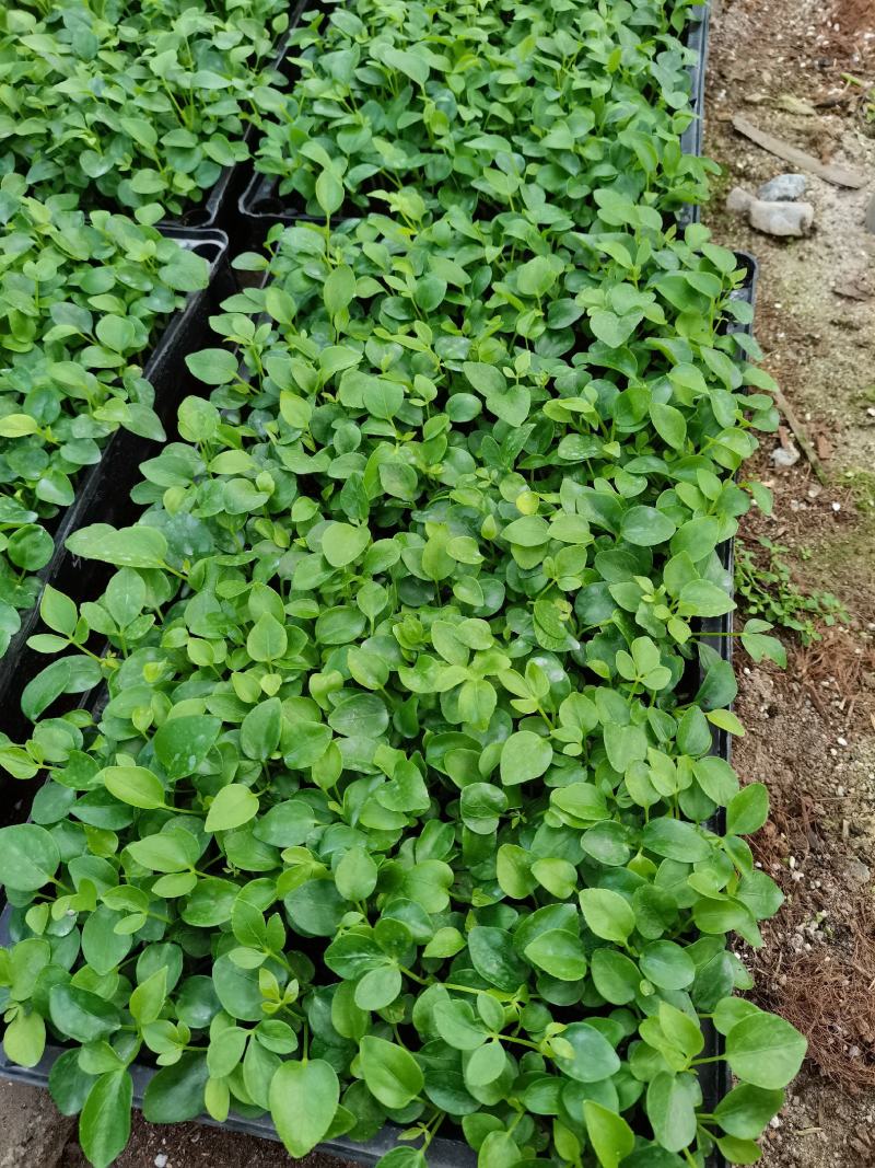 鸭脚木七叶莲八方来财绿化绿植墙水培土培常用的常绿品种