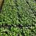鸭脚木七叶莲八方来财绿化绿植墙水培土培常用的常绿品种