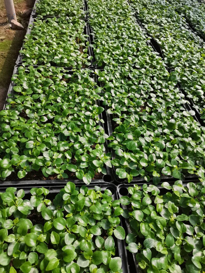 鸭脚木七叶莲八方来财绿化绿植墙水培土培常用的常绿品种