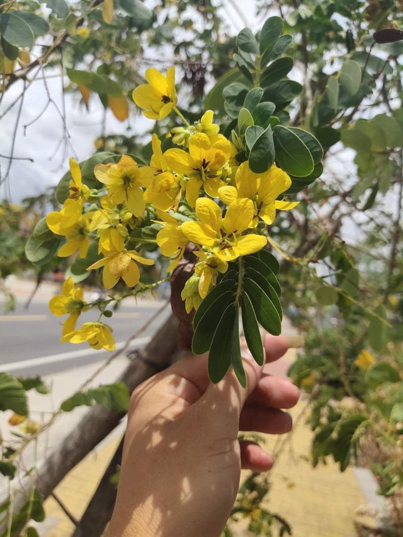 【精品黄槐】观花树木美化道路庭院绿化基地直出量大从优