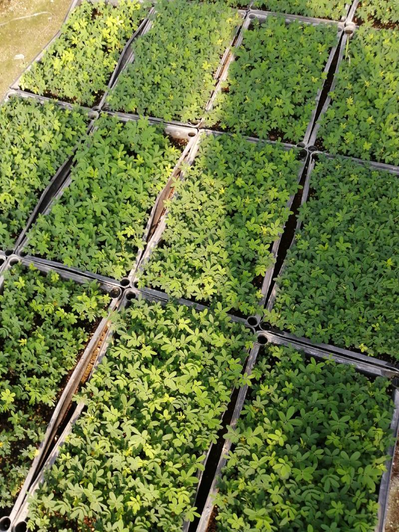 【精品黄槐】观花树木美化道路庭院绿化基地直出量大从优