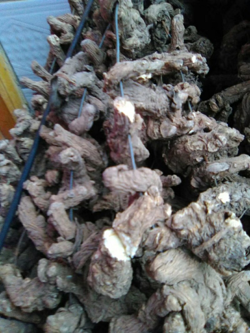 甘肃定西种槙户中药根茎类
