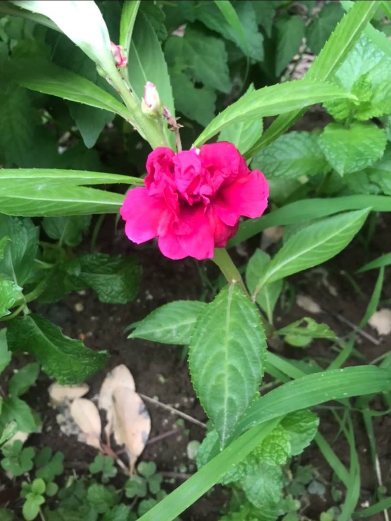 供应凤仙花种子,花期长,花色艳丽