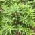 供应凤仙花种子,花期长,花色艳丽