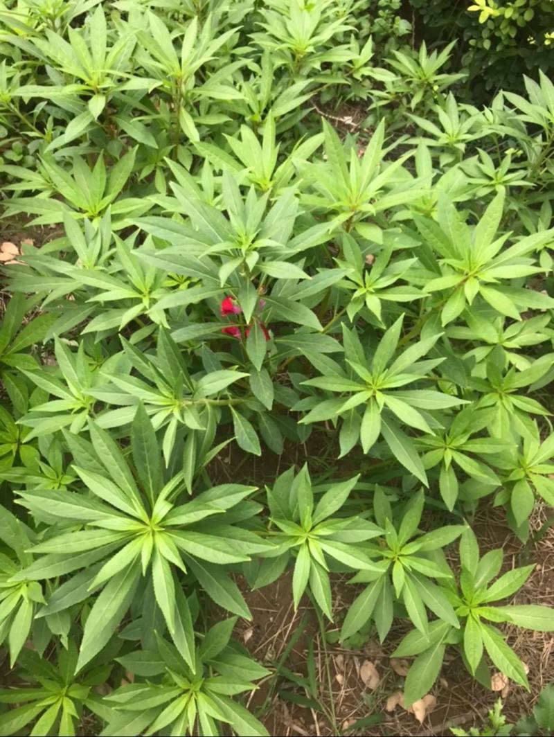 供应凤仙花种子,花期长,花色艳丽