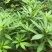 供应凤仙花种子,花期长,花色艳丽