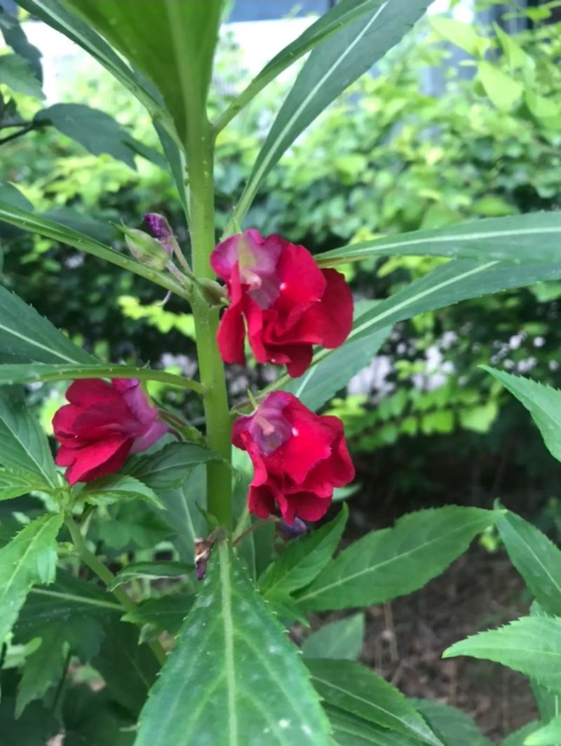 供应凤仙花种子,花期长,花色艳丽