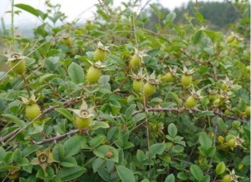 金樱子扦插苗当年结果提供种植技术包回收