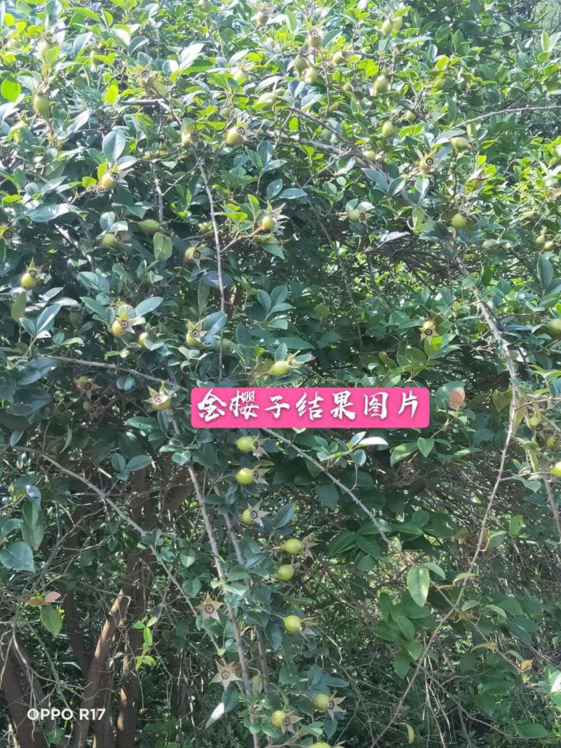 金樱子扦插苗当年结果提供种植技术包回收