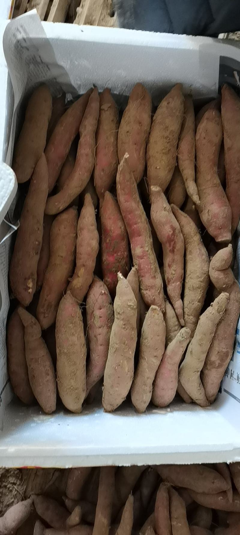 精品商薯19香甜可口，白心.长块.无丝