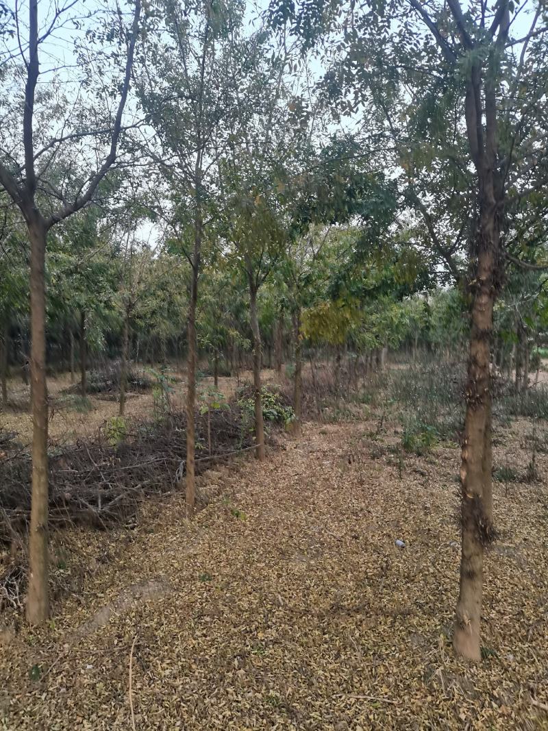 河南皂角树基地现供应优质皂角树，量大，价格低。