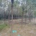 河南皂角树基地现供应优质皂角树，量大，价格低。