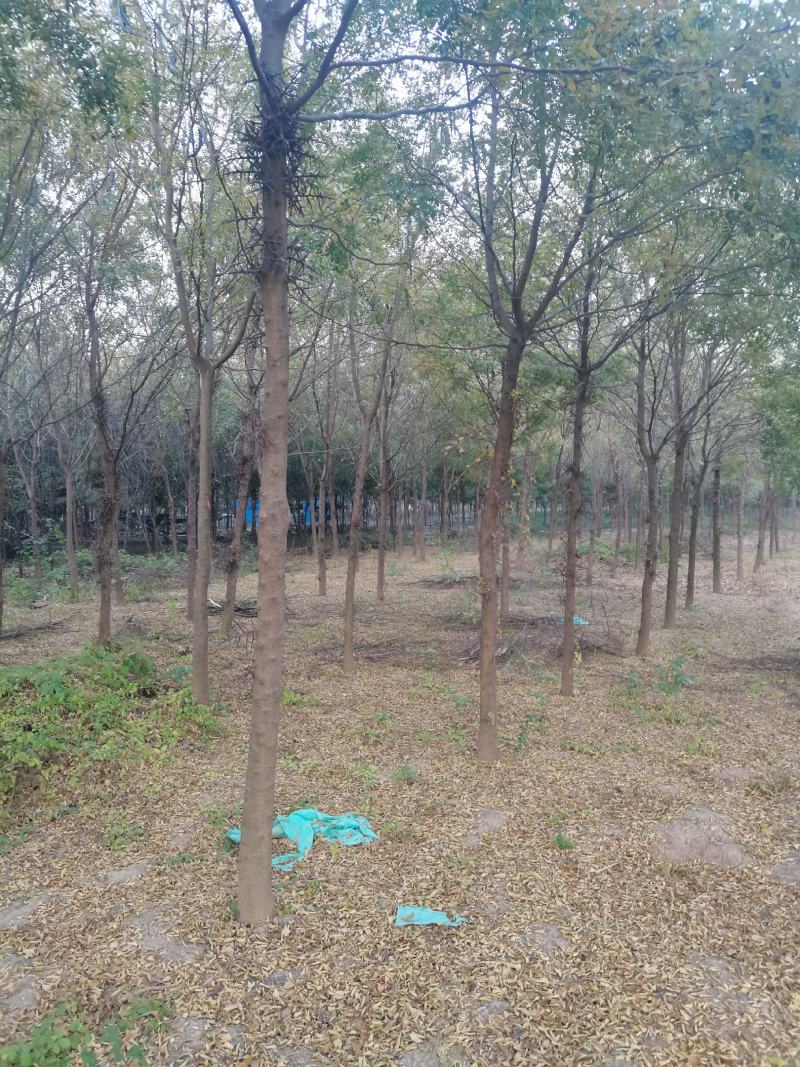 河南皂角树基地现供应优质皂角树，量大，价格低。