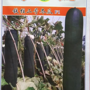铁柱2号-黑皮冬瓜芽率高耐储存产量高适应广